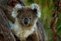 Koala - Phascolarctos cinereus 4665